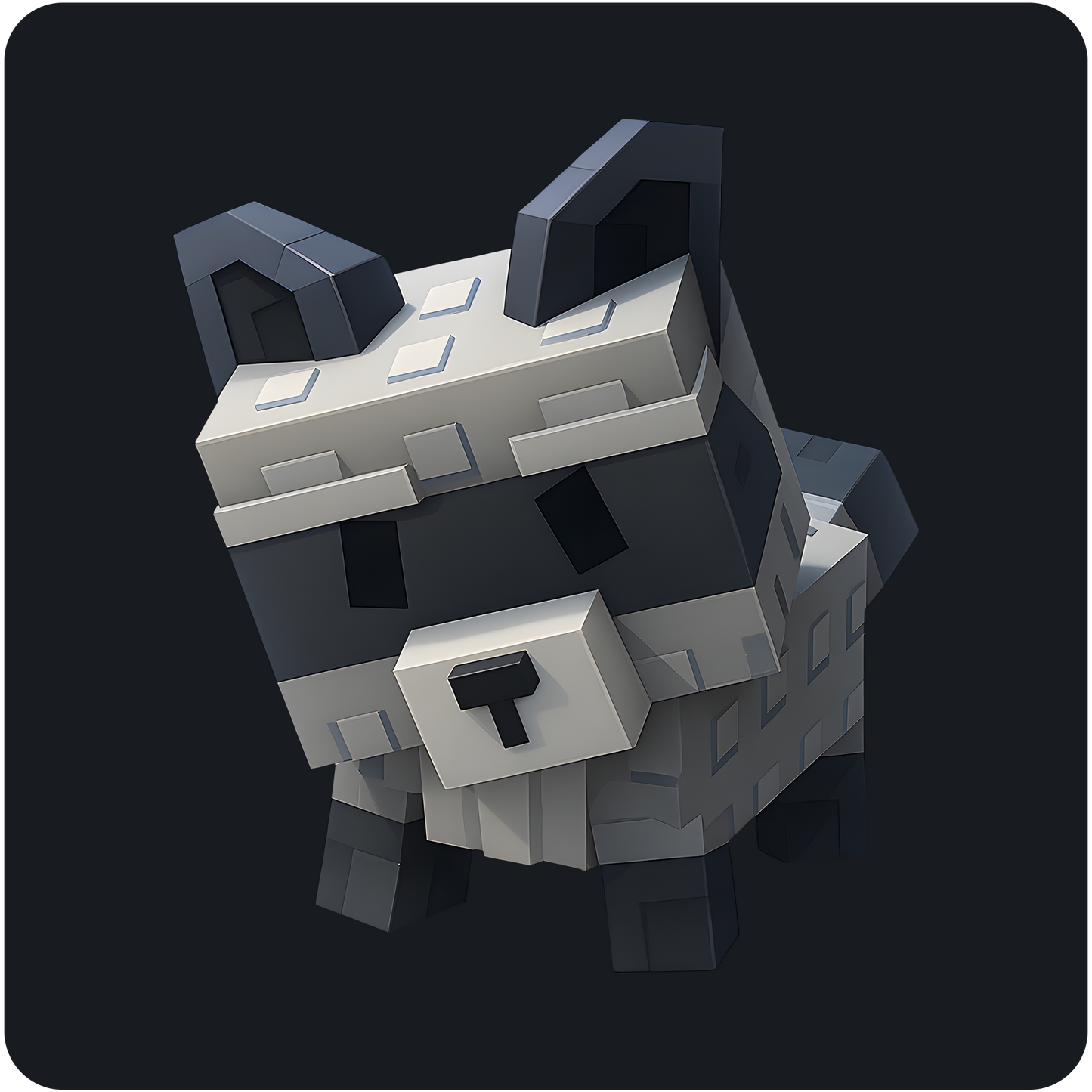 Mapache